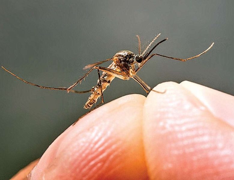 How long does dengue fever last