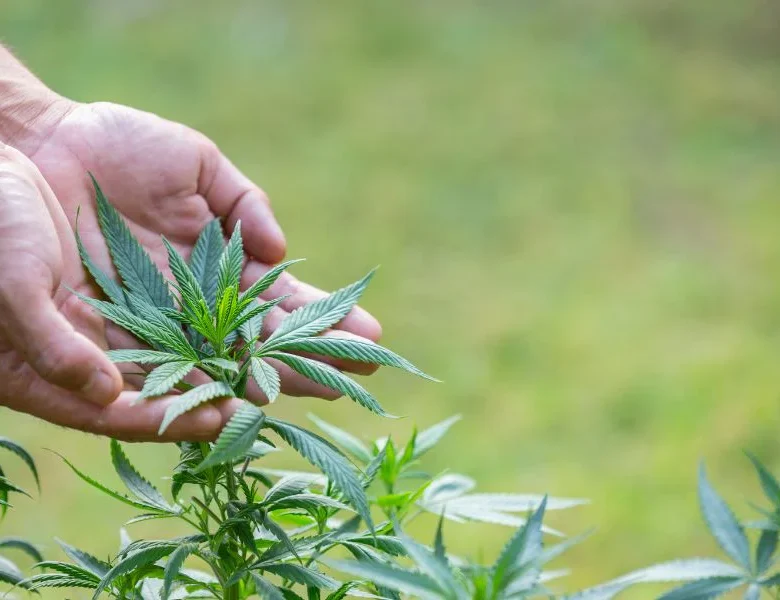 9 Marijuana Facts You Should Know