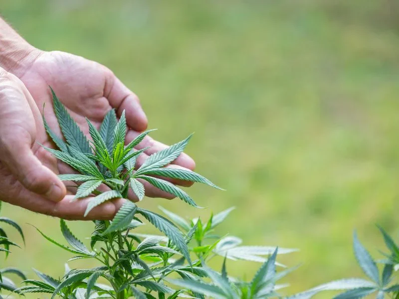 9 Marijuana Facts You Should Know