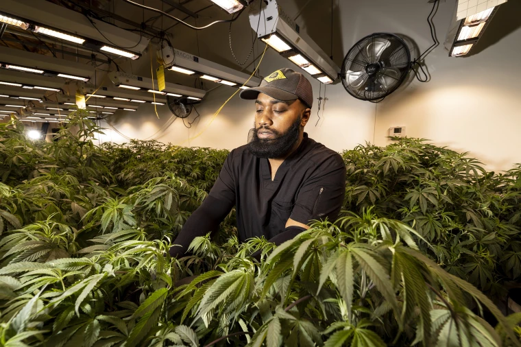 Technology in Cannabis Production